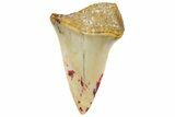 Fossil Mako Shark Tooth - Dakhla, Morocco #365229-1